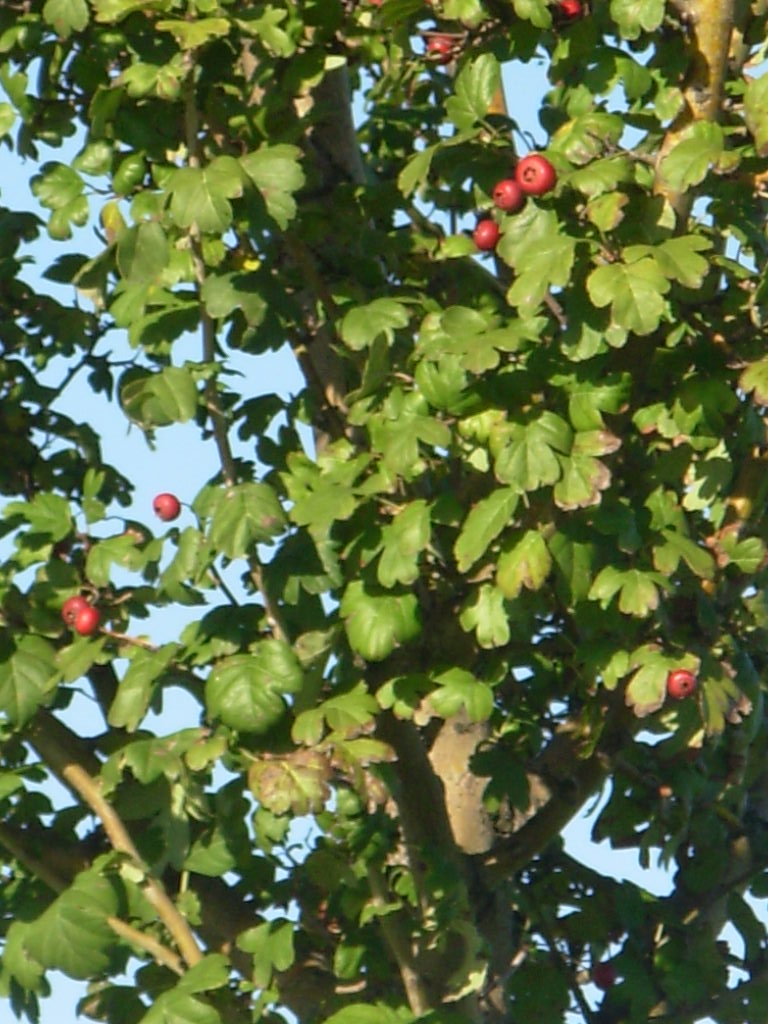 Cercis siliquastrum